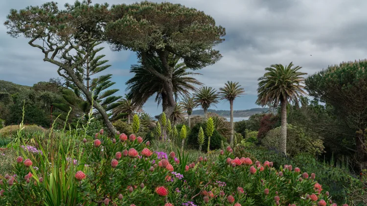 Hurtigruten Angebote Expedition nach Großbritannien zu den Scilly Inseln mit Tresco Abbey Garden